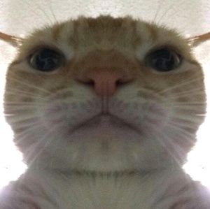 Meet your Posher, Leo